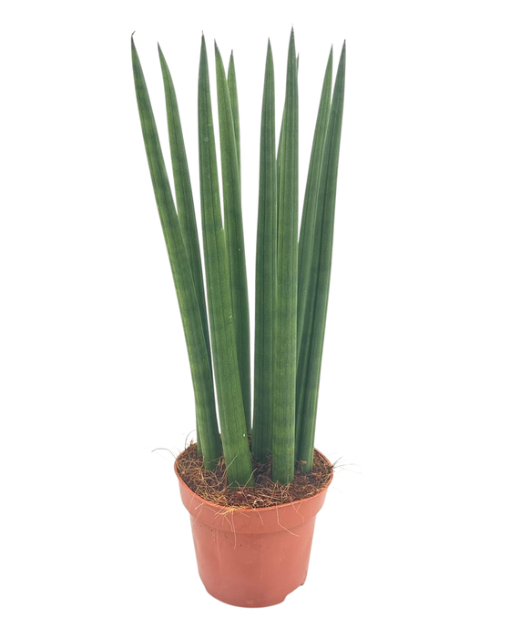 <h4>Sansevieria Cylindrica straight 12 cm</h4>