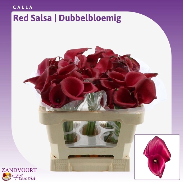 <h4>Calla Red Salsa | Dubbelbloemig</h4>