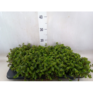 Callisia repens