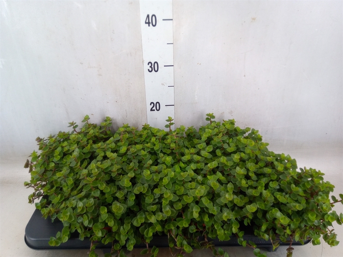 <h4>Callisia repens</h4>