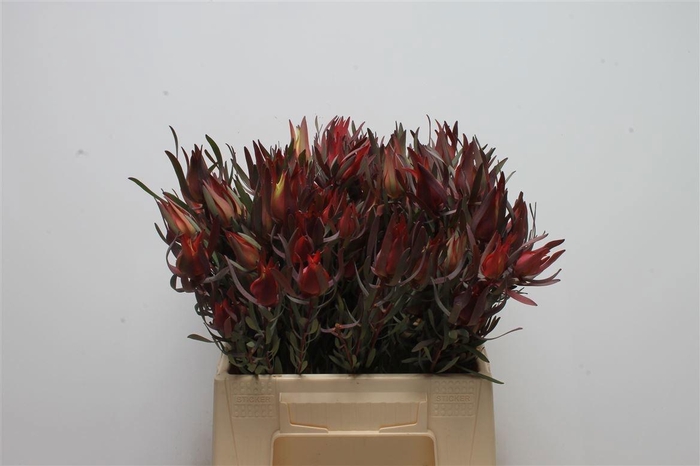 <h4>LEUCAD SAL BLUSH</h4>