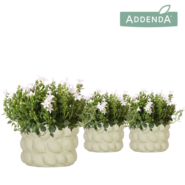 Campanula portenschlagiana 'Ambella White'