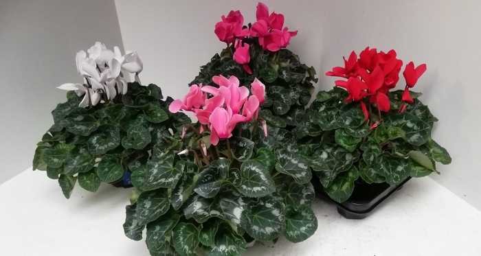 <h4>CYCL GR SUP XL</h4>