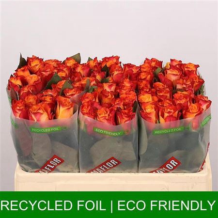 <h4>Rosa grootbloemig Mariyo!</h4>