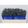 Eryngium Blue Dynamite