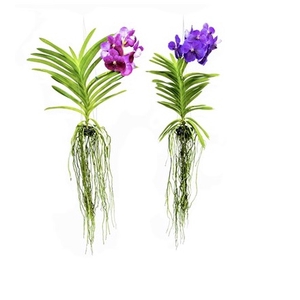 ORQUIDEA VANDA CESTA VAZADA