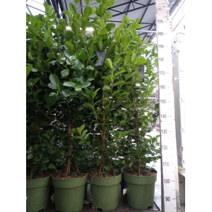 Ficus microcarpa 'Moclame'