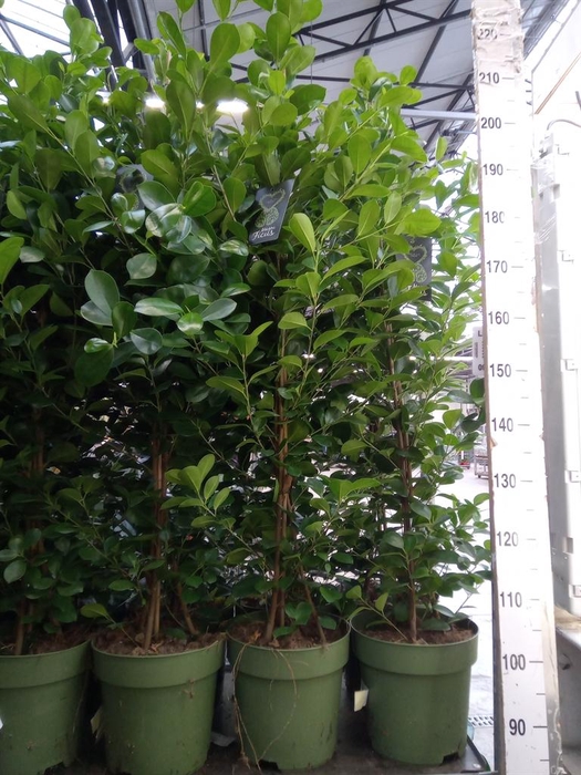<h4>Ficus microcarpa 'Moclame'</h4>