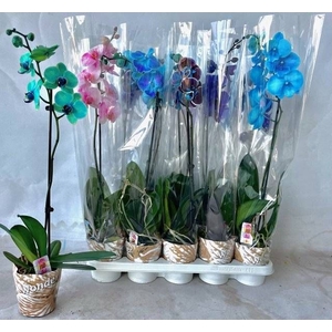 PHAL OV