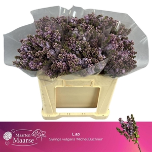 Syr V Michel Buchner