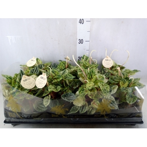 Peperomia
