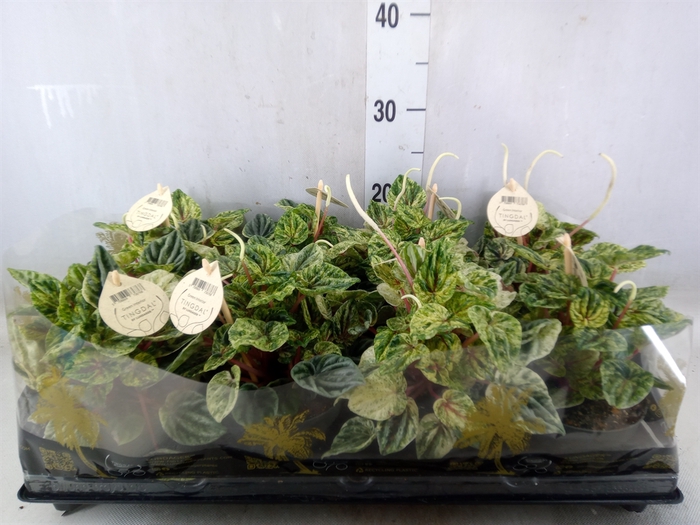 <h4>Peperomia</h4>