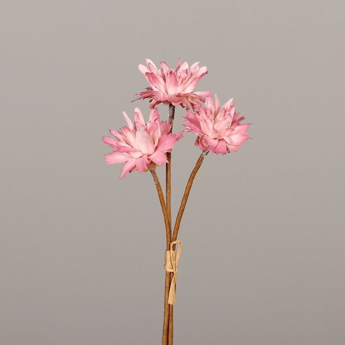 <h4>Zinnia bundlex3 28cm rose</h4>