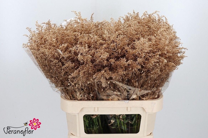 <h4>SOLI OV KLB H%</h4>