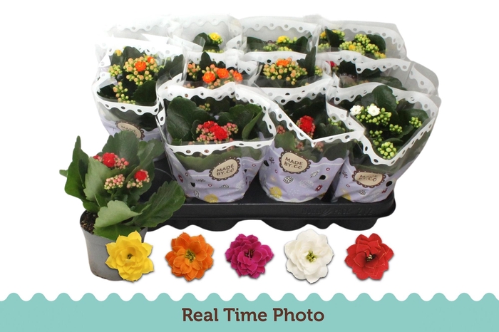 <h4>KAL GE GEM 5 KL</h4>