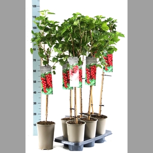 Ribes rubrum 'Jonkheer van Tets'