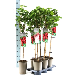 Ribes rubrum 'Jonkheer van Tets'