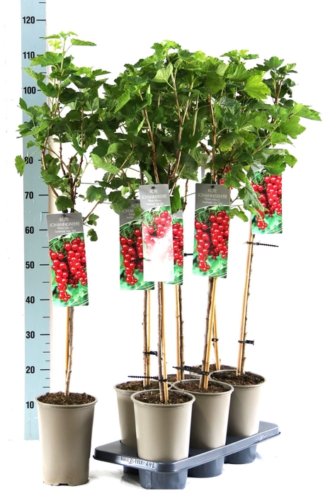 <h4>Ribes rubrum 'Jonkheer van Tets'</h4>
