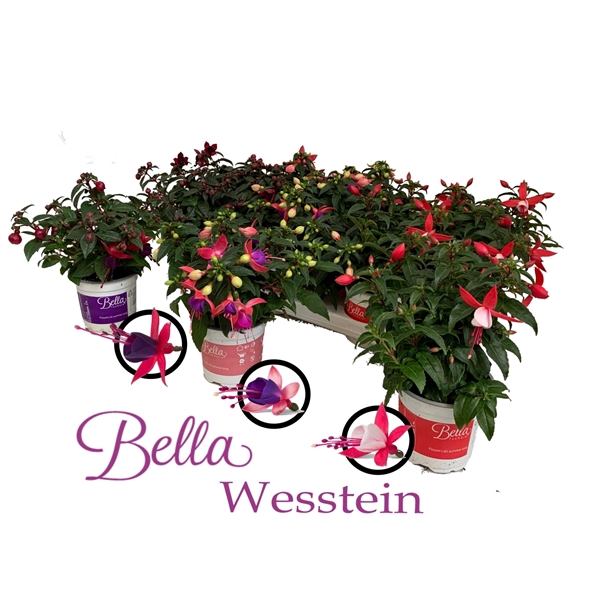 Bella Fuchsia Combia 3 kleur