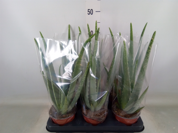 <h4>Aloe vera</h4>
