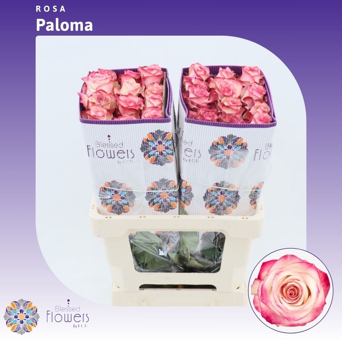 <h4>Rosa gr Paloma</h4>
