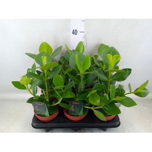 Clusia rosea 'Princess'