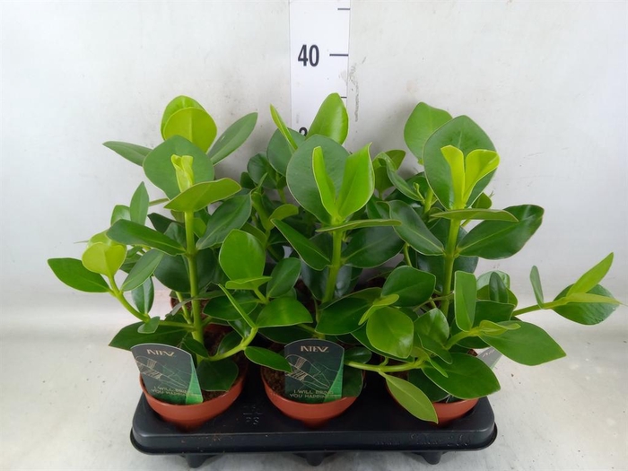 <h4>Clusia rosea 'Princess'</h4>