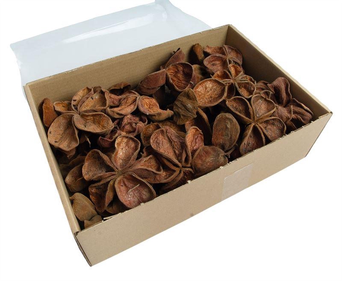 <h4>Land lotus naturel</h4>