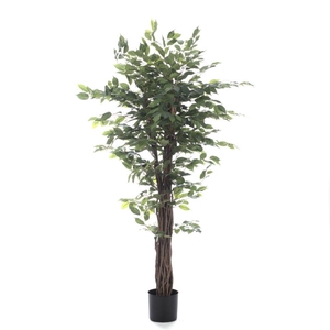 AF Ficus Benjamina pot H150cm