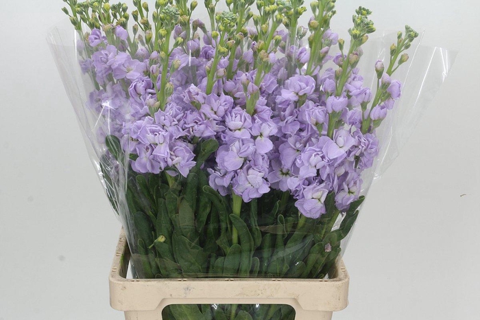 Matthiola Iron Marine