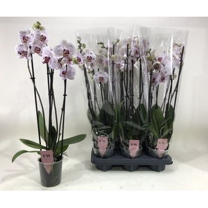 PHAL CALYPSO