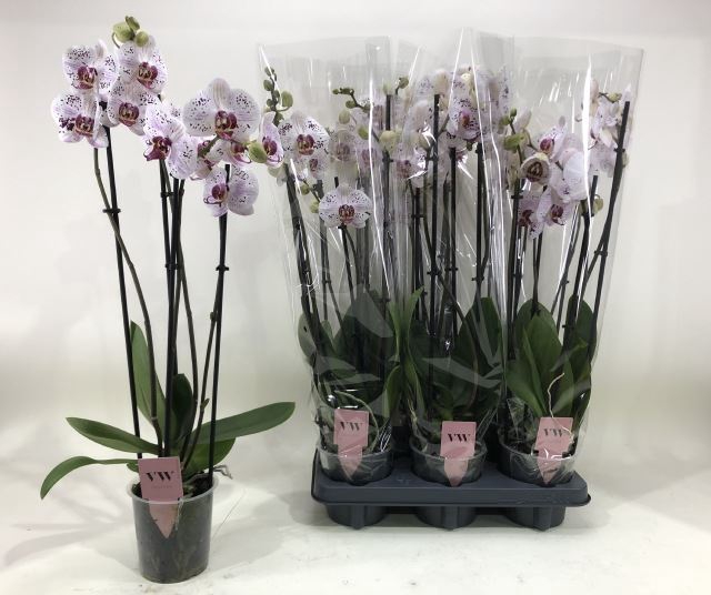 <h4>PHAL CALYPSO</h4>