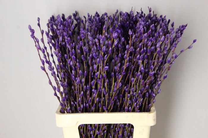 Salix Snowflake 70cm D.Lilac
