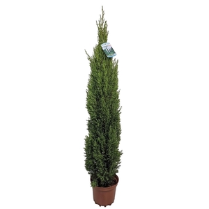 Cupressus Sempervirens Totem