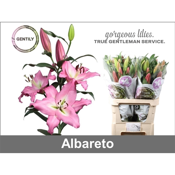 <h4>Albareto 2</h4>