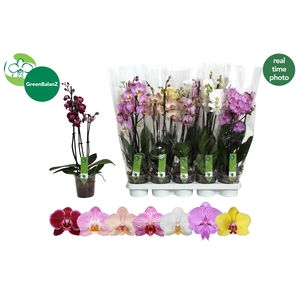 PHAL GEM 7 KL