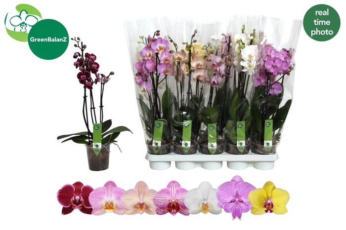 <h4>PHAL GEM 7 KL</h4>