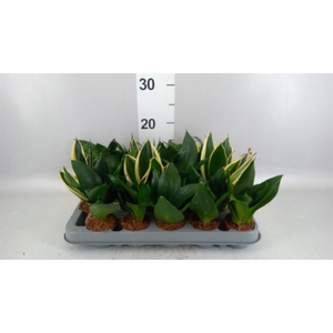 Sansevieria trifa. 'Hahnii'