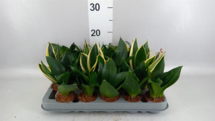 <h4>Sansevieria trifa. 'Hahnii'</h4>