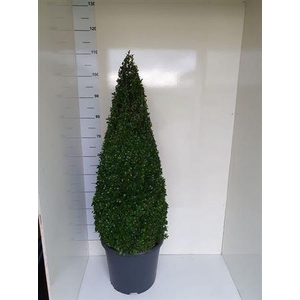 Buxu Sempervirens Pyramide