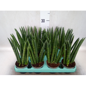 Sansevieria cyl.  ...