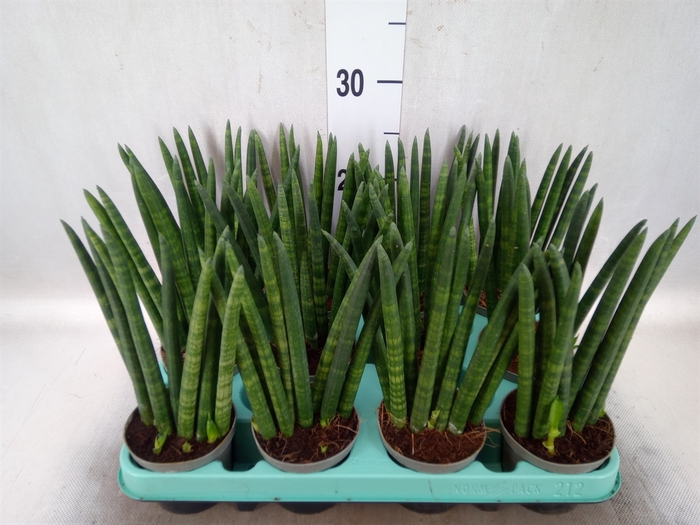 Sansevieria cyl.  ...