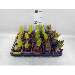 Hyacinthus orie.   ...mix 5