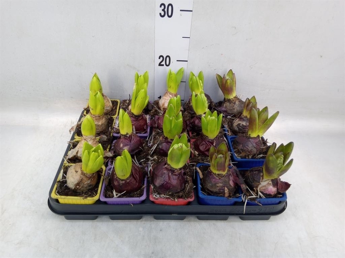 <h4>Hyacinthus orie.   ...mix 5</h4>