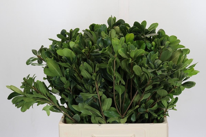 <h4>Pittosporum Nurit</h4>