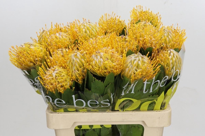 <h4>LEUCO CO OV</h4>