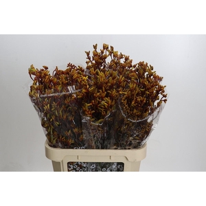 Kangaroo Paw Gold Fever