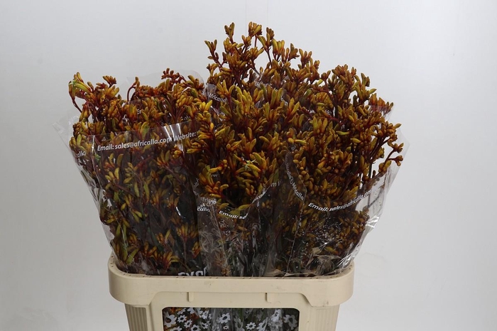 Kangaroo Paw Gold Fever