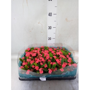 Euphorbia milii   ...mix