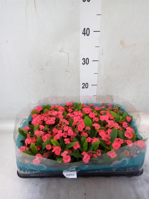 <h4>Euphorbia milii   ...mix</h4>